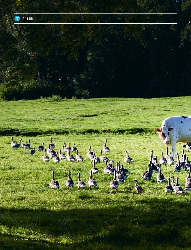 De_Gans_boeren_01.jpg